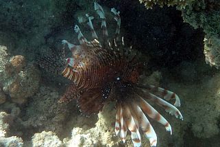 Pterois miles - Westlicher Rotfeuerfisch (Indischer Rotfeuerfisch, Rotfeuerfisch)